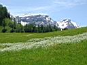 Simmental-15.jpg